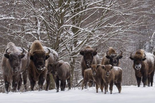 Зубри у Біловезькій пущі