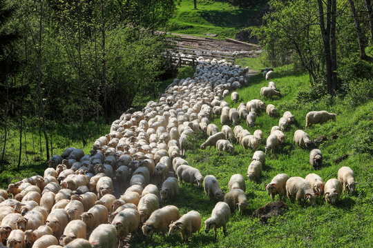 Редик - вихід овець на полонини