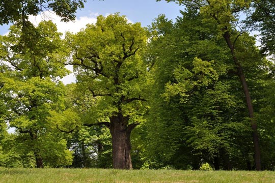 Дуб Йосип з Підкарпаття: незвичайне дерево Польщі