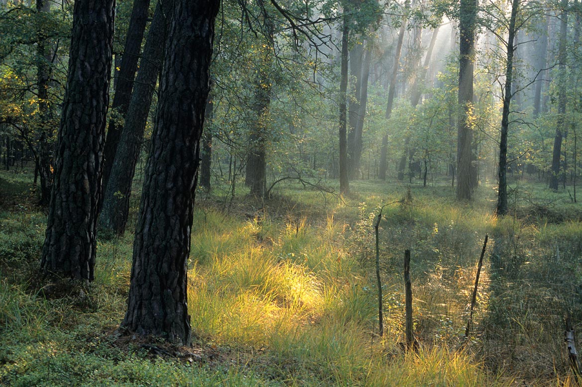 Kampinos-National-Park1170.jpg