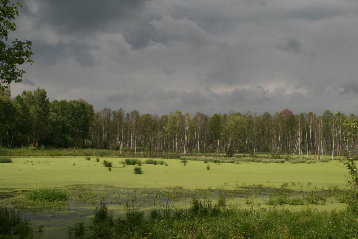 Поліський національний парк